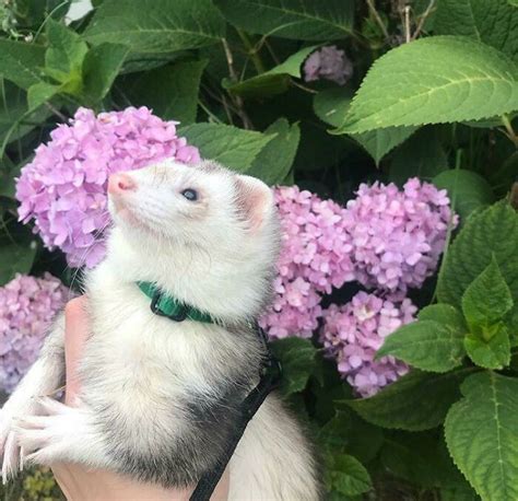 40 Photos Revealing How Silly Ferrets Can Be Bored Panda