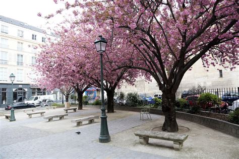 Best Cherry Blossoms In Paris 2021 Quick Guide By A Local — World In Paris