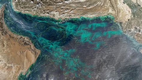 Worlds Largest Marine Dead Zone Will Reach Uaes Shores Soon The