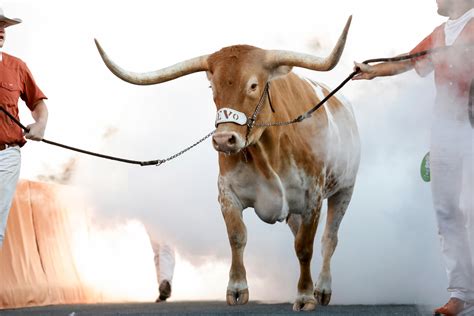 How Bevo The Texas Longhorns Mascot Got His Legendary Nickname