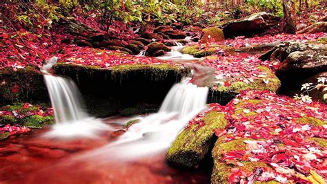 Waterfall Stream Between Algae And Dry Red Leaves Covered Rock Nature