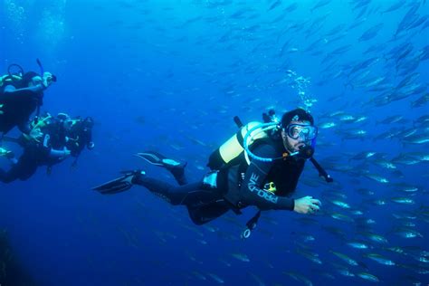 Discover The Underwater Wonders Of New Zealand With Paihia Dive﻿ This