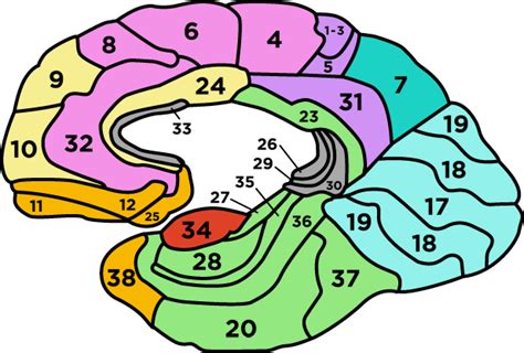 Brodmann Areas Left Medial Highlights Center For The Healing Arts