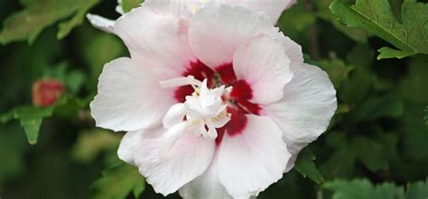 We did not find results for: 7 Flowering Shrubs That Love Oklahoma Heat | Marcums Nursery