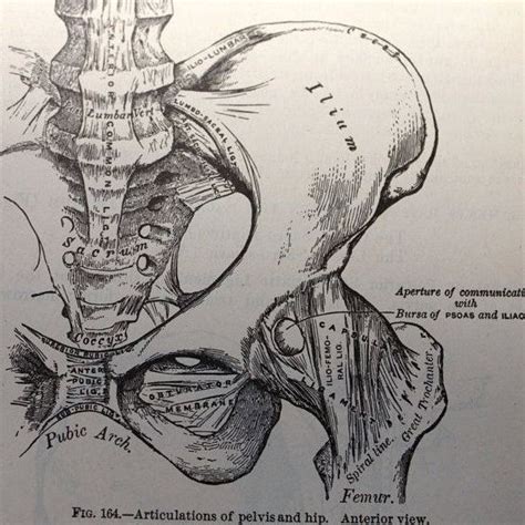 · last updated:may 18, 2020. Vintage anatomical drawing medical illustration , pelvis ...