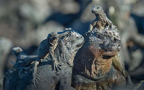 Ecuador Marine Iguanas Galapagos Islands 2017 Bing Desktop
