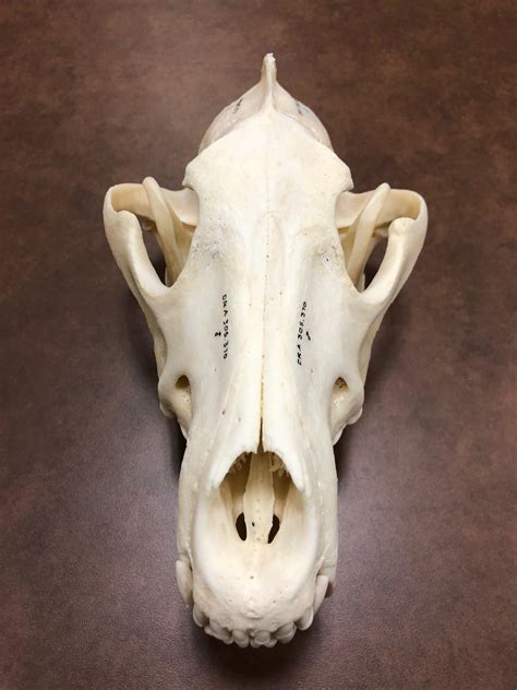 Museum Minute Skulls Of Wolves Can Tell A Story Wyoming Public Media