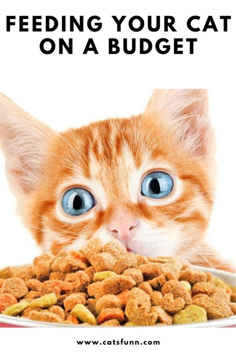 The recipe is balanced, savory and your furry friend will be begging for more. Feeding Your Cat on a Budget - Cats Funny in 2020 | Cat ...