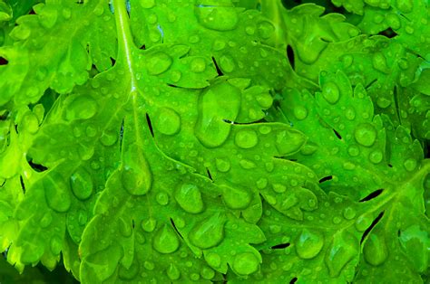 Raindrops On The Leaves Free Stock Photo - Public Domain Pictures
