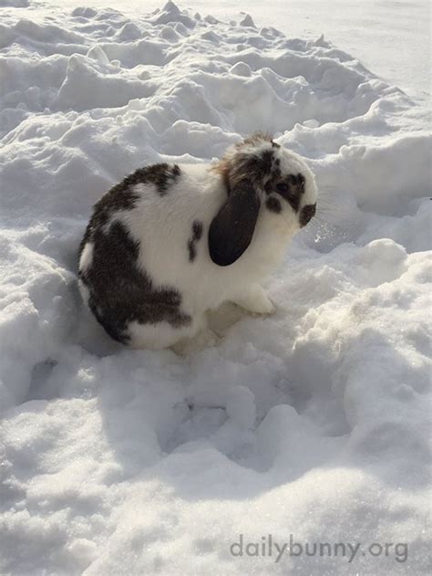 Bunny Explores The Snow — The Daily Bunny