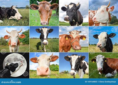 Collage Of Cows And Cattles On The Field Stock Image Image Of Grazing