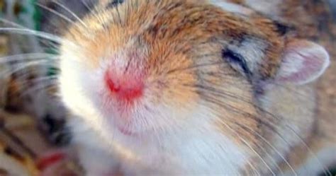 Pin By Laura On And Gerbils Gerbil Cute Animals Cute Hamsters