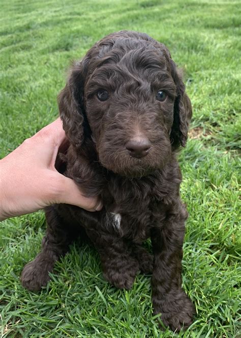 We take great pride in breeding only by akc guidelines. AKC standard poodle puppies - Classified Ads ...