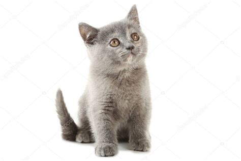 Cute Grey Kitten — Stock Photo © 5seconds 154538474