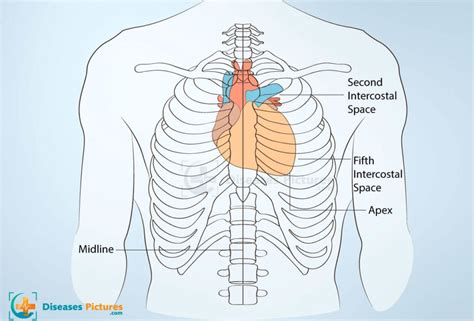 Where Is The Heart Located Anatomy Function Chambers Diagram Healthmd