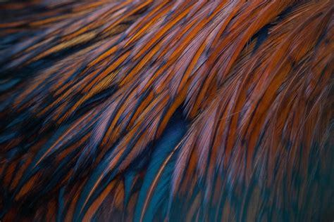 Feathers Texture Bird 2574x1716