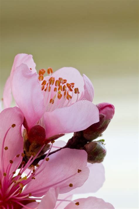 Peach Blossom Stock Image Image Of Arbor Blooming Nature 4670565