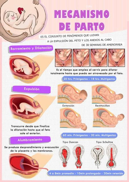 Mecanismo De Parto Obstetricia Qz23 Udocz