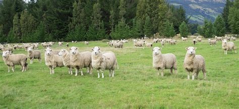 Sheep In Pasture Paradise Valley Photograph By Panoramic Images Fine