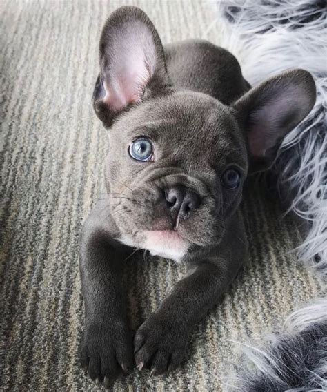 The Cutest Little French Bulldog With Blue Eyes And A Gray Coat