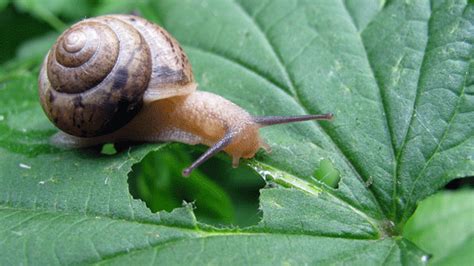 All About Snail Diet What Does Garden Snails Eat Revive Garden