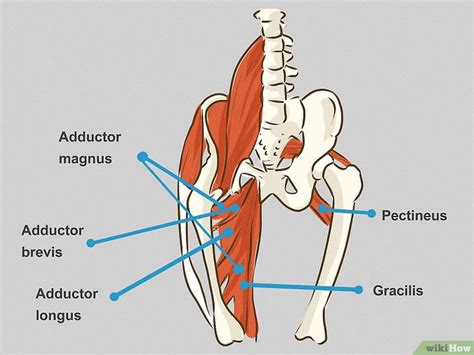 Diagram Of Groin Area Sportsmans Groin And The Inguinal Ligament