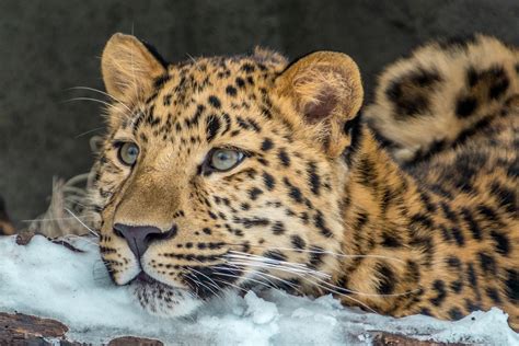 Animal Leopard Amur Free Photo On Pixabay