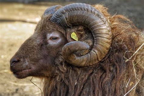 13 Fascinating And Fun Sheep Facts To Know In 2023 Pet Keen