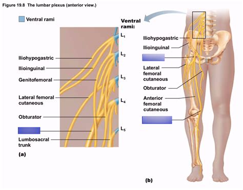 Phyl141l The Lumbar Plexus Anterior View Diagram Quizlet
