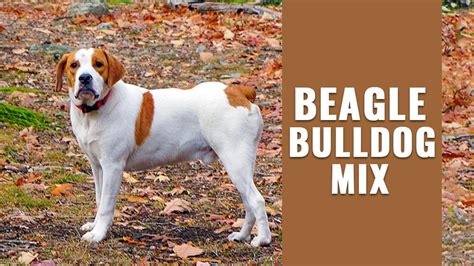 beabull breed information   beagle bulldog mix petmoo