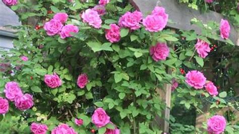 Beautiful waxy foliage and fragrant flowers, hoya looks stunning when. Growing Roses : How to Plant Climbing Roses - YouTube