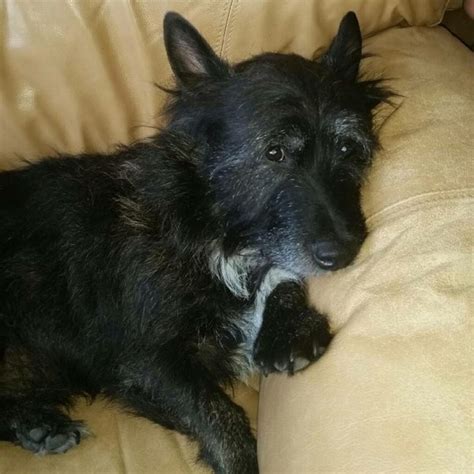32 Amazing Scottish Terrier Mixes The Scots Would Love The Goody Pet
