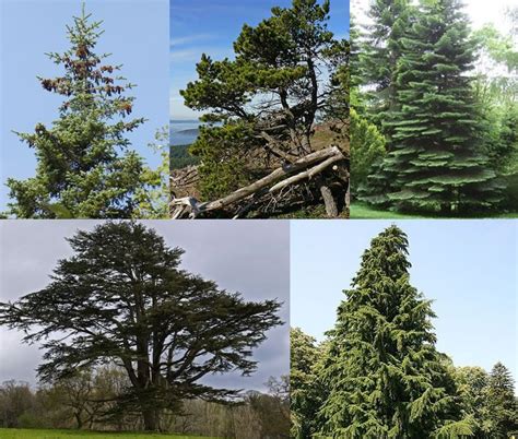 Tree British Columbia Plants