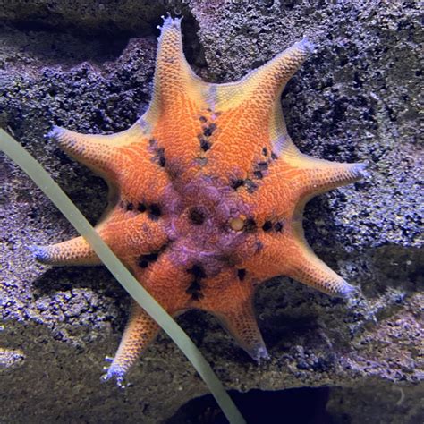 Sea Stars Aka Starfish Sea Life Melbourne Aquarium
