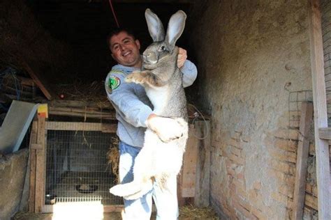 Out Of Control Nature Photos Of 25 Real Life Giant Rabbits Giant
