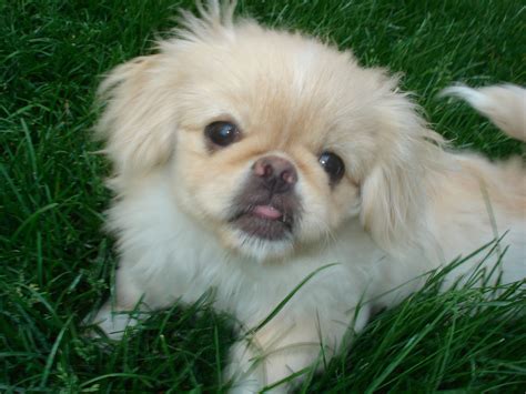 Actually A Cute Pekingese Pekingese Puppies Dogs And Puppies