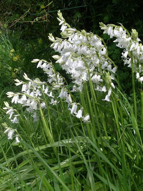 White Bluebells These Are So Pretty Especially When Added To The Blue Variety In A Vase