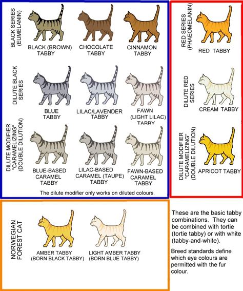 Cat Colour And Pattern Charts And Article Very Detailed And Thorough