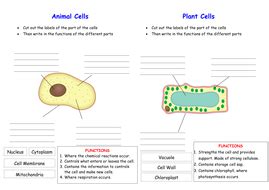 We did not find results for: Activate KS3 Science - Module B1 Cells | Teaching Resources