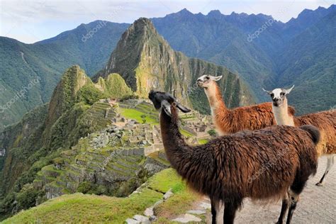 Llamas En Machu Picchu Ciudad Inca Perdida En Los Andes Perú 2024