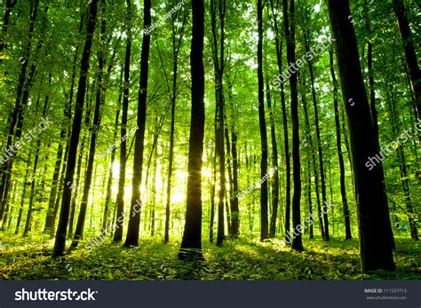 Beautiful Green Forest Stock Photo 111537713 Shutterstock