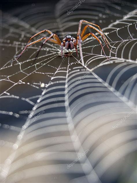 Spider In Cobweb — Stock Photo © Pinkbadger 7196184