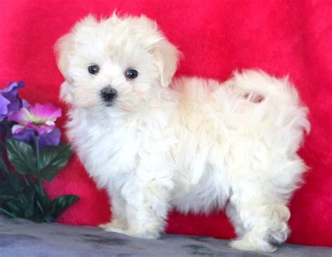 Snow White Maltese Puppy For Sale Keystone Puppies