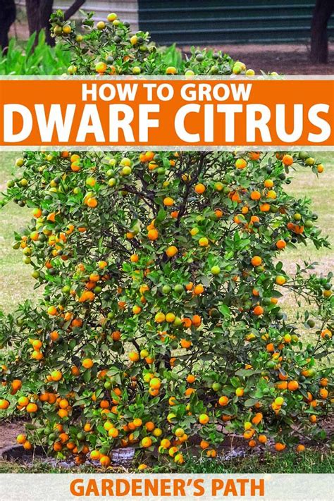 How To Grow Dwarf Citrus Trees Gardeners Path Citrus Trees