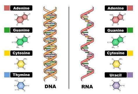 Basic Differences Between DNA And RNA Study Biology Biology Lessons