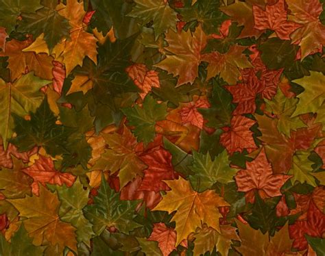 Free Download Fall Leaves Autumn Leaf Seamless Background Colorful Fall