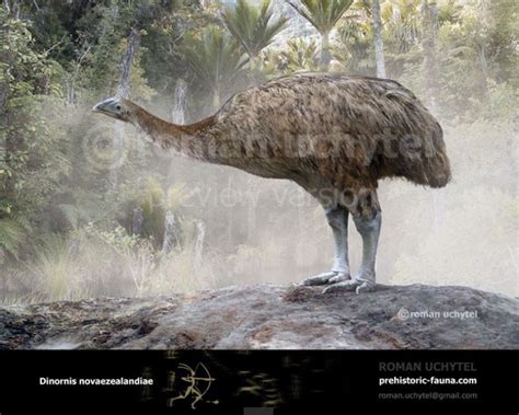 The North Island Giant Moa Is One Of Two Extinct Moa In The Genus