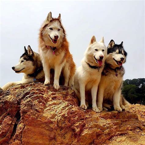 Husky Colors The Standard And Rare Siberian Husky Coat Colors K9 Web