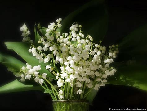 Interesting Facts About Lily Of The Valley Just Fun Facts