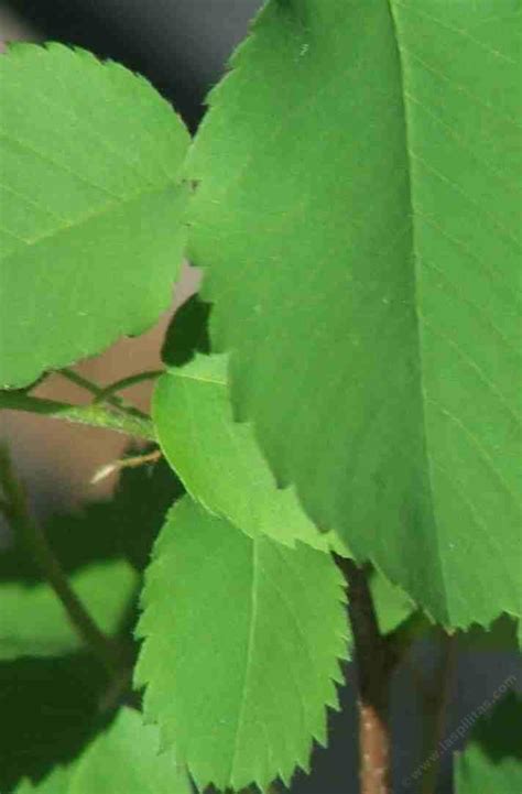 Serviceberry Tree Leaves Food Ideas